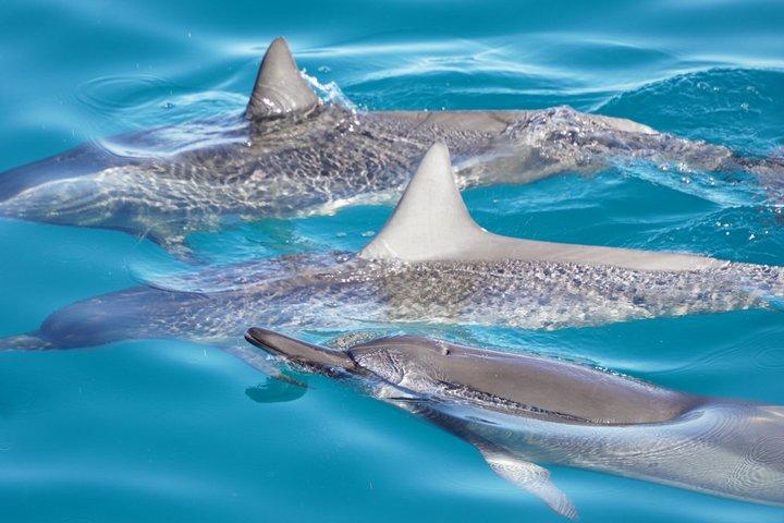 4 ore Big Island Dolphin Watch Boat Tour, snorkeling e pranzo barbecue