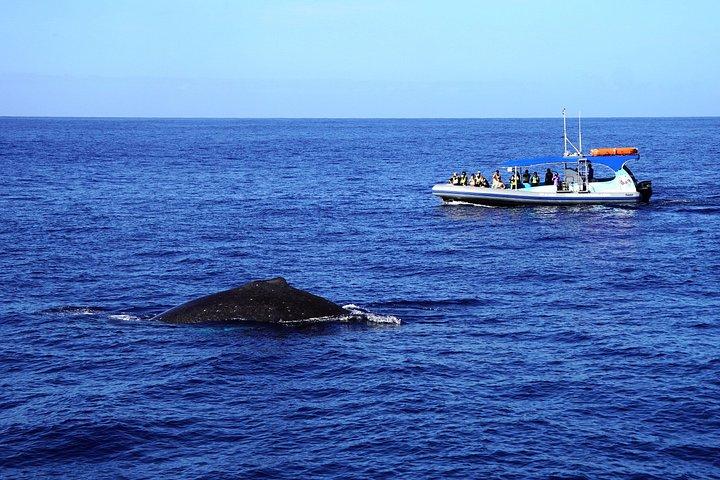 オアフ島で野生のイルカと泳ぐスピードボートアドベンチャー