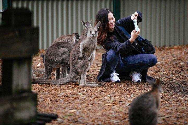 出発シド：ブルーマウンテンズベストオールインクルーシブ、ローカルガイド付き