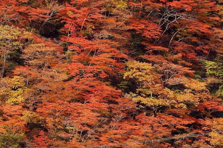 Fuji Hakone Private Tour with bilingual chauffeur