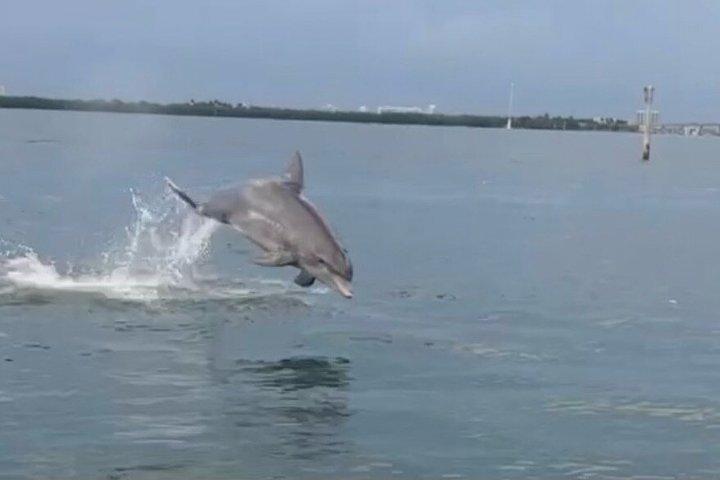 船長と写真で巡るマイアミ・ラクーン島野生動物ボートツアー