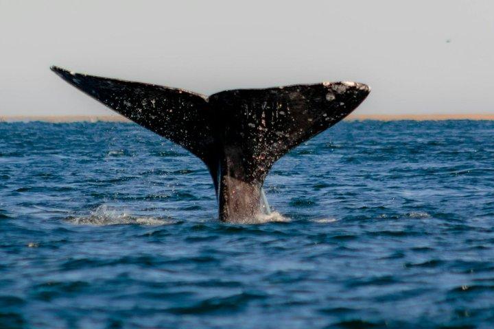 Heldags hvalsafari fra Puerto Madryn