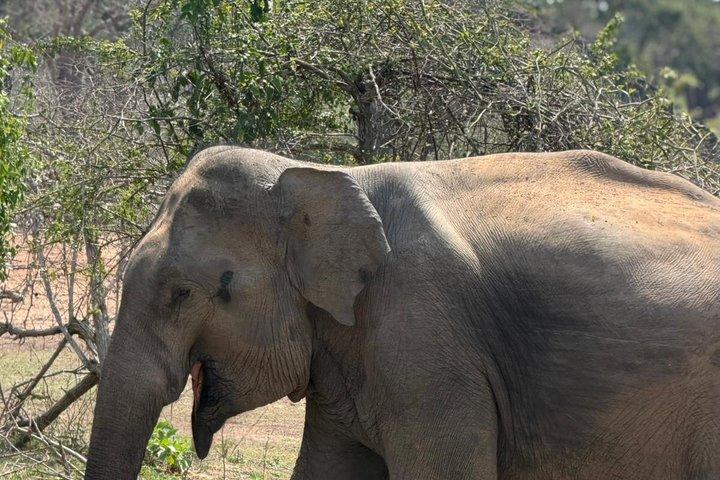 Udawalawa Safari Elephant Orphanage Partager Tour Hambanthota Port