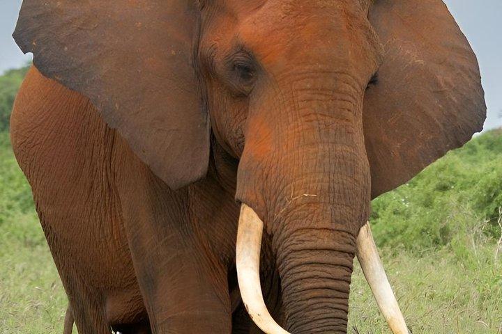 Big Five Safari : 4 - Dag Ultimate Wildlife Adventure