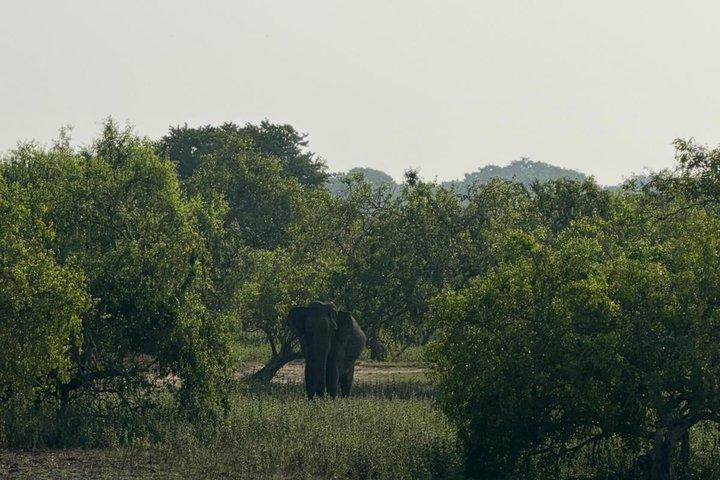 Udawalawa Safari Elephant Orphanage Share Tour Porto di Hambanthota