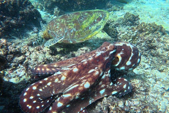 Plongée en apnée à Daymaniat Island