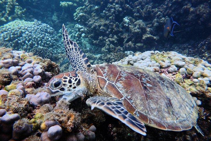 Plongée en apnée à Daymaniat Island