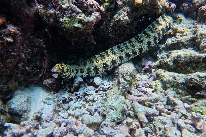 Plongée en apnée à Daymaniat Island