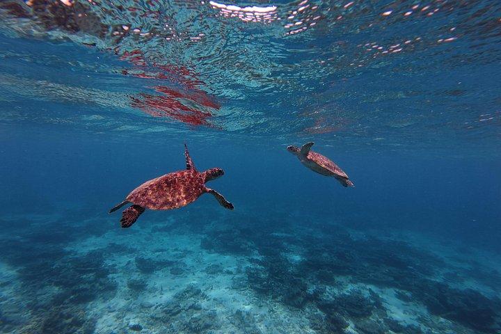 Plongée en apnée à Daymaniat Island