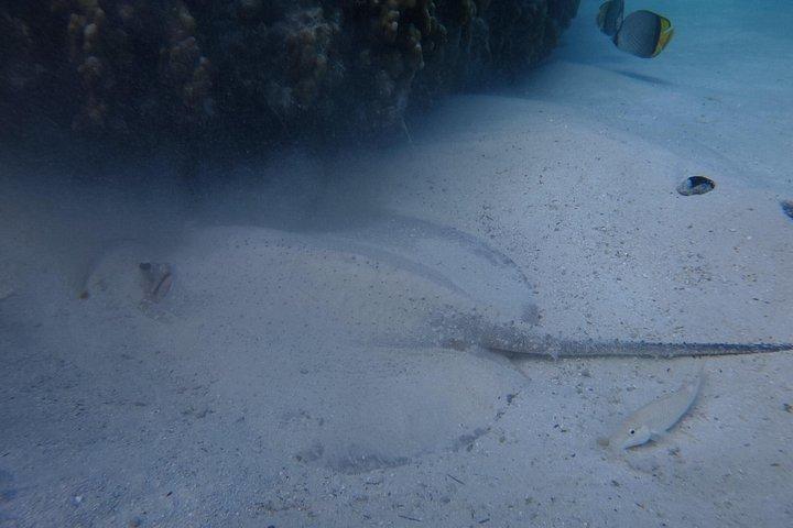Plongée en apnée à Daymaniat Island