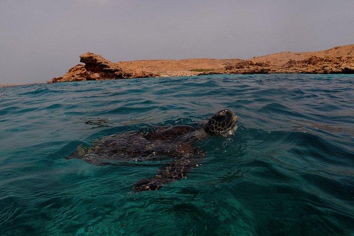 Plongée en apnée à Daymaniat Island