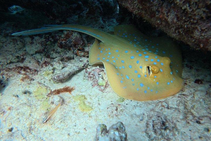 Plongée en apnée à Daymaniat Island