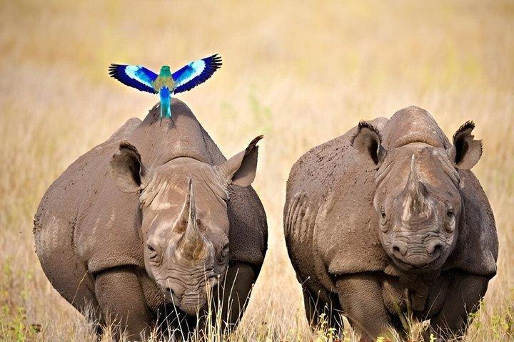 Nairobi : Dagtrip naar Ol Pejeta Conservancy met Game Drives