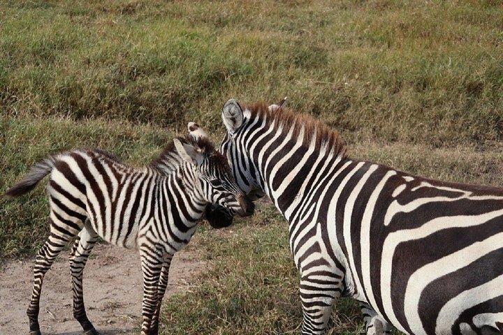 Nairobi : Excursion d'une journée à Ol Pejeta Conservancy avec Game Drives