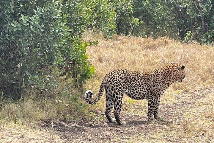 Nairobi : Excursion d'une journée à Ol Pejeta Conservancy avec Game Drives