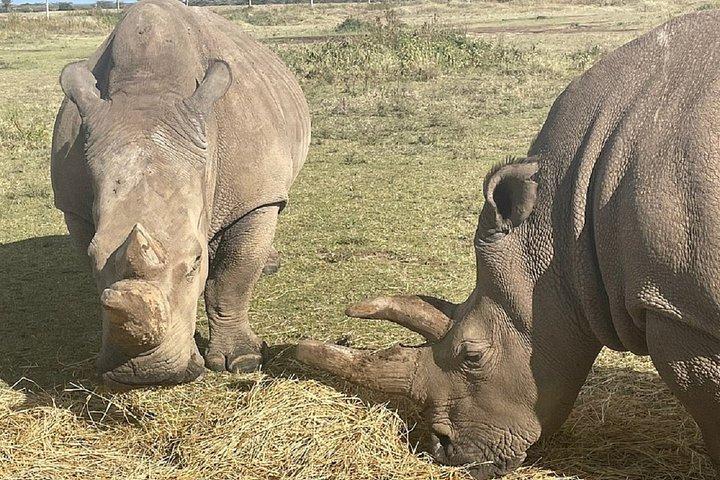 オル・ペジェタ・コンサーバンシー・ホワイトサイ・グループサファリ日帰り旅行