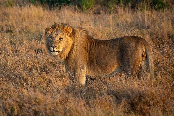 Nairobi : Excursion d'une journée à Ol Pejeta Conservancy avec Game Drives