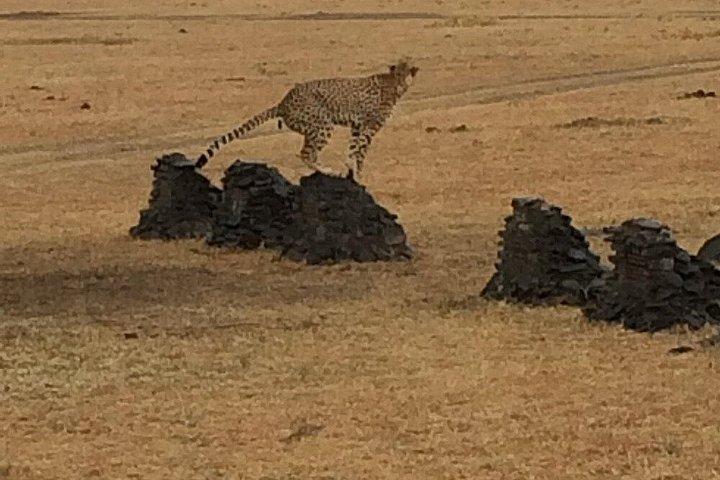 オル・ペジェタ・コンサーバンシー・ホワイトサイ・グループサファリ日帰り旅行