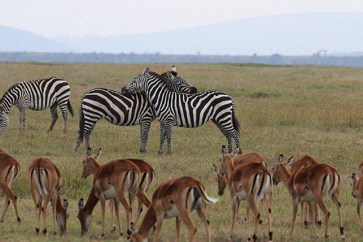 オル・ペジェタ・コンサーバンシー・ホワイトサイ・グループサファリ日帰り旅行