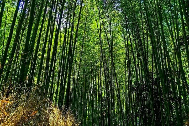 Excursión de un día en tren a Kyoto Sagano y Fushimi Inari
