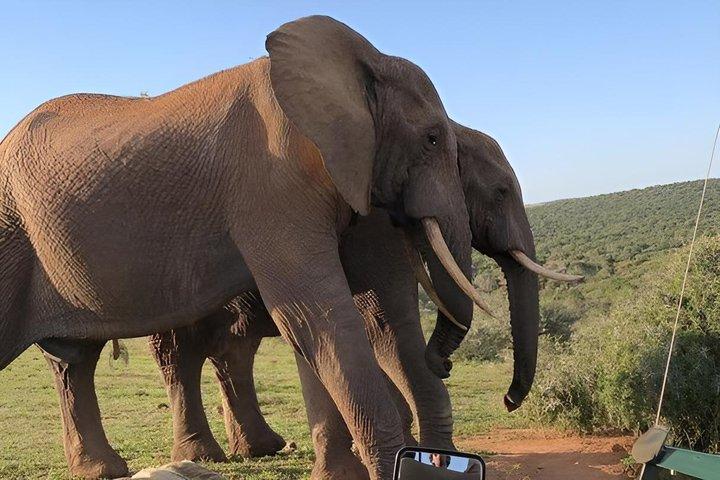 Safari de 6 días por el Serengeti y la fauna del cráter