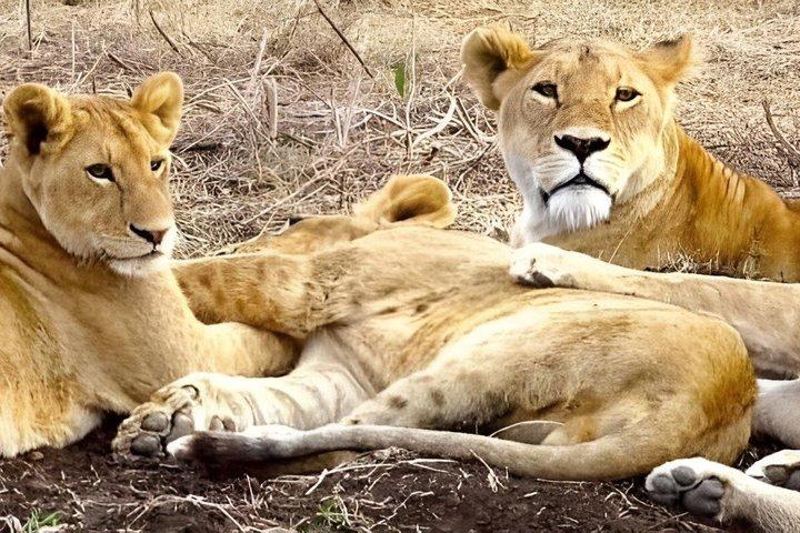 Löwenkönig Safari 3 Tage