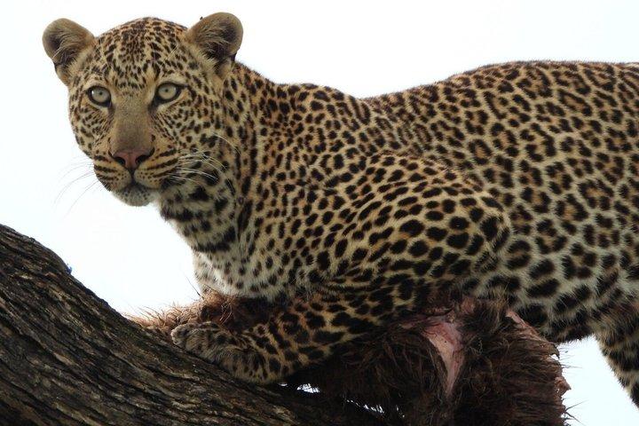 3 - Day Tsavo East & West Wildlife Sanctuary Safari Experience.