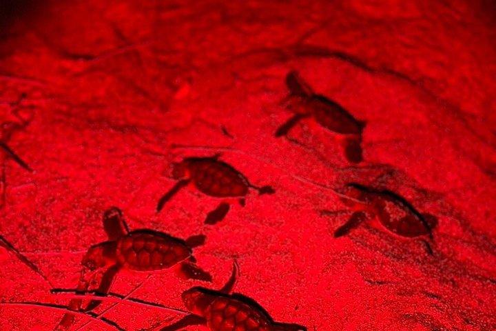 Observação de tartarugas marinhas em Tamarindo