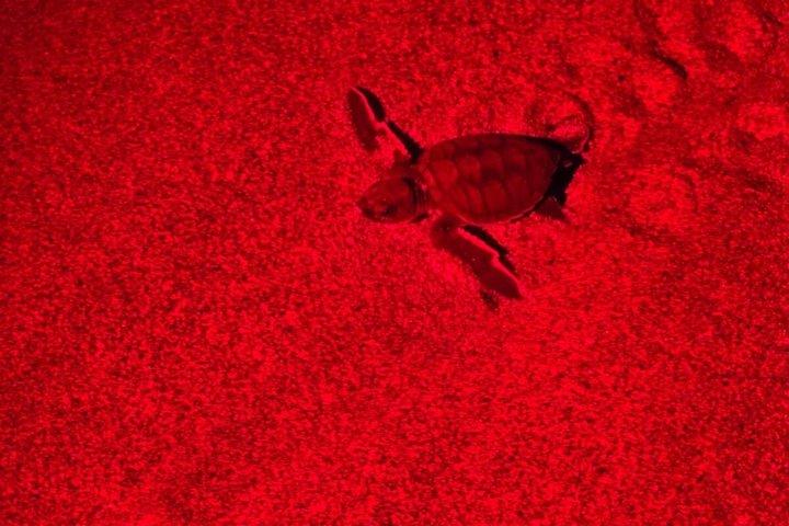 Observação de tartarugas marinhas em Tamarindo