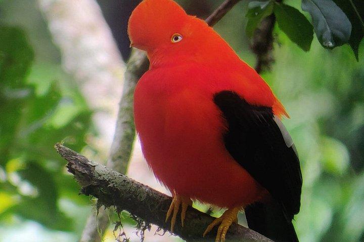 クスコのマヌ国立公園保護区を巡る6日間5泊のツアー