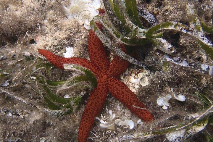 メノルカ島での地元ガイド付きプライベートシュノーケリング - フォルネルスでの水中アクティビティ