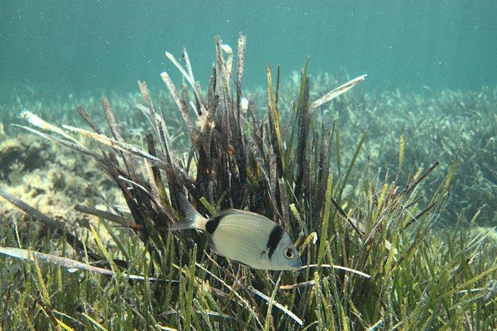 メノルカ島での地元ガイド付きプライベートシュノーケリング - フォルネルスでの水中アクティビティ