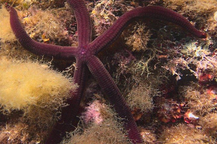 メノルカ島での地元ガイド付きプライベートシュノーケリング - フォルネルスでの水中アクティビティ