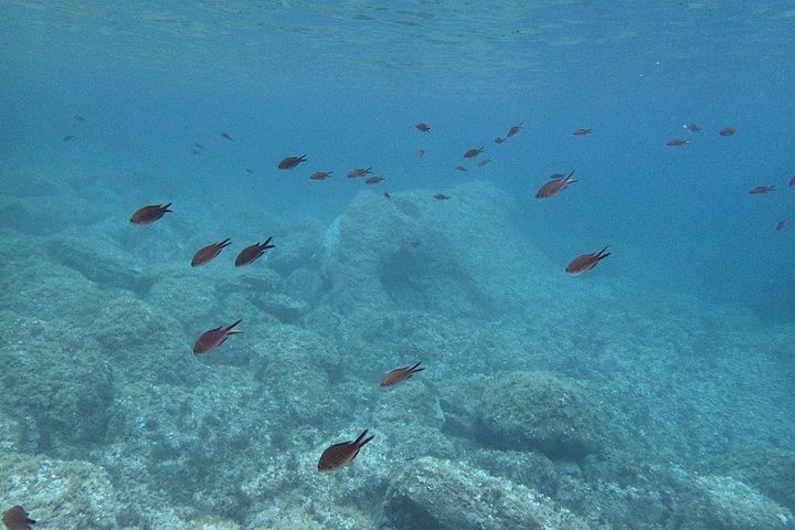 メノルカ島での地元ガイド付きプライベートシュノーケリング - フォルネルスでの水中アクティビティ