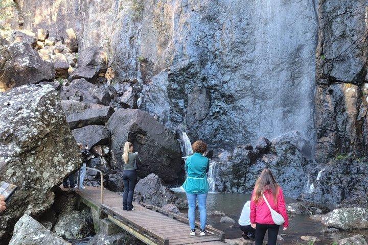 プライベートゴールドコースト野生動物の滝と熱帯雨林ツアー