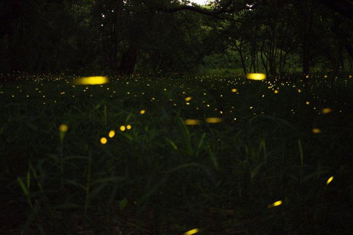 Ubud Notte, Giardino Magico delle Lucciole