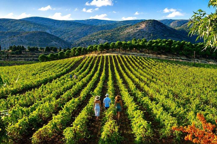 Privat vinresa | Chateau Musar, Ixsir & Batroun från Beirut