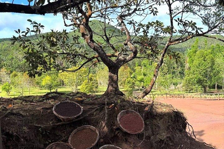 Mauritius South: Wine Tasting, 7 Colored Earth Visit with Lunch