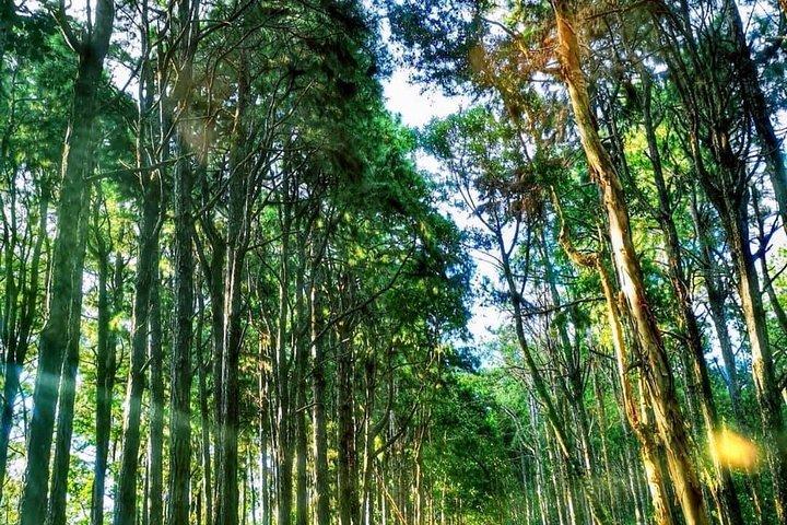 Mauritius South: Wine Tasting, 7 Colored Earth Visit with Lunch
