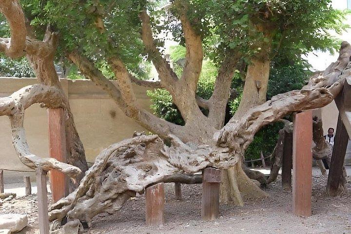 エジプト初の聖家族ツアーを体験