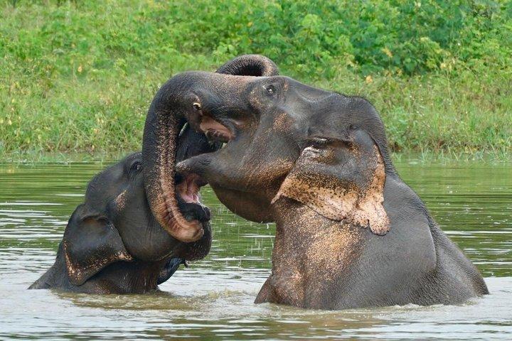 Hoteller i nærheden af Udawalawe National Park