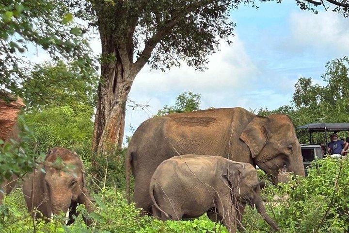 ウダワラウェ国立公園4時間バジェットサファリ