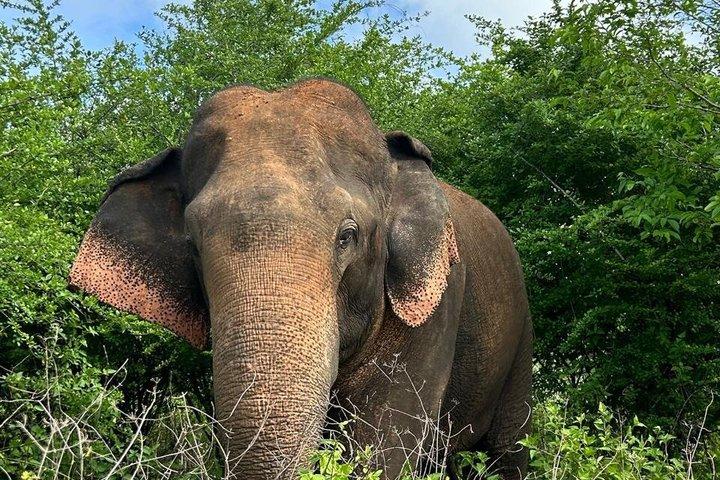 ウダワラウェ国立公園4時間バジェットサファリ