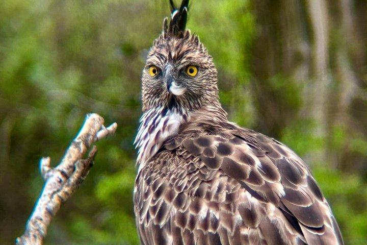 ウダワラウェ国立公園4時間バジェットサファリ