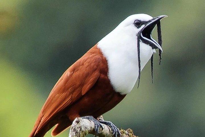 Tour de tres pájaros campanilleros en Monteverde