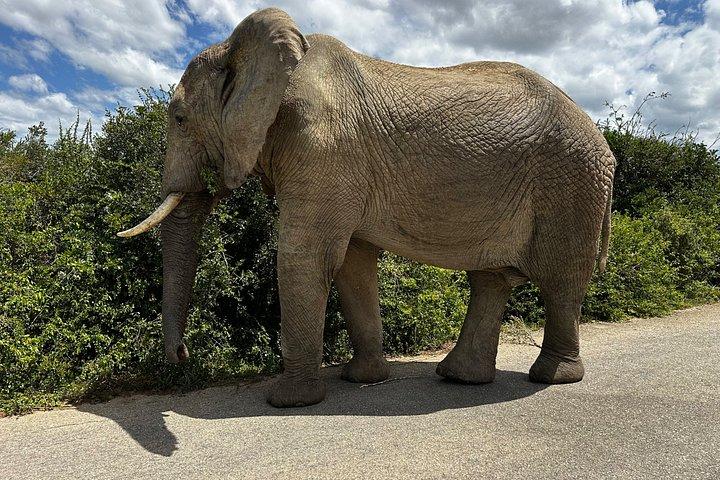 アドーゾウ国立公園プライベートツアー