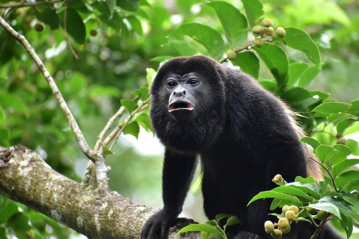 Sloth Watching, Miravalles Volcano,Hot Springs & Hidden Waterfall