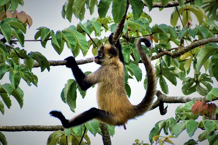 Guanacaste: Zipline, Reiten & heiße Quellen – All-inclusive