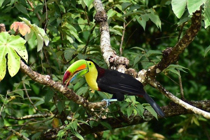 Rincon de la Vieja: Volcano Hike, Waterfall & Hot Springs