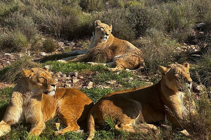Aquila Big 5 Safari and Wine Tasting Day Tour – From Cape Town